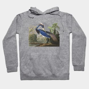 Audubons Louisiana Heron Hoodie